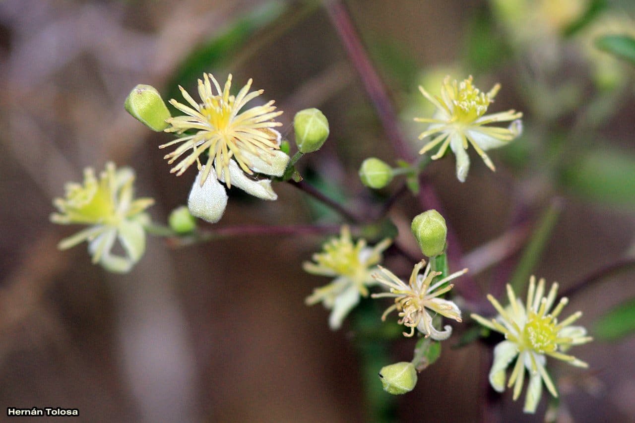 Clematis-12