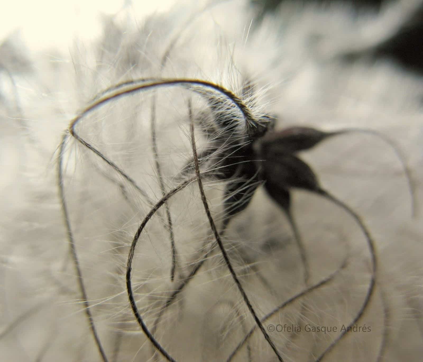 Clematis-16