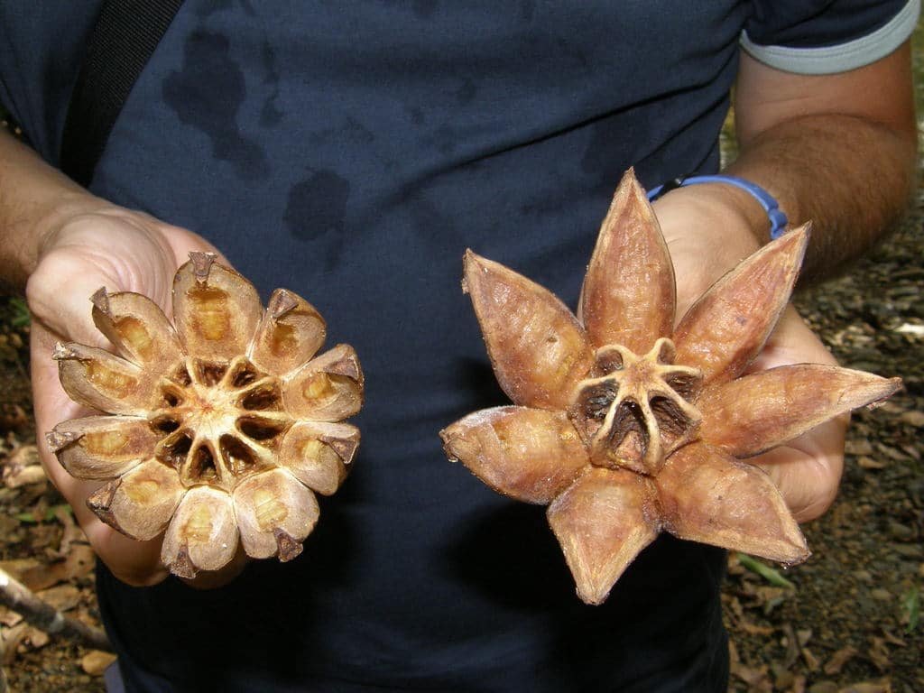 frutos de la clusia