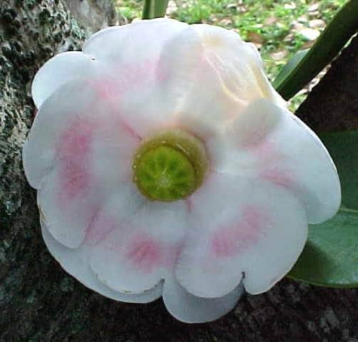 flor de clusia o clusiaceae