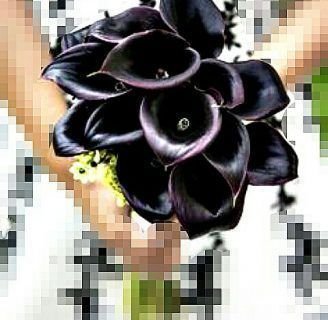 Significado de las calas negras entre los floricultores