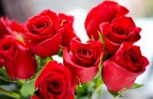 alergia a las rosas-2