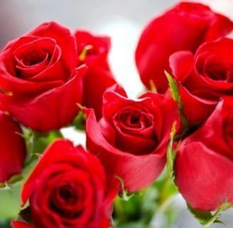 alergia a las rosas o al polen ¿como puedo saberlo?