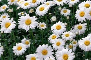 algunas caracteristicas basicas de la flor margarita