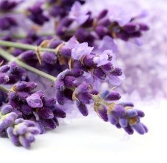 beneficios de la lavanda planta de exquisito aroma