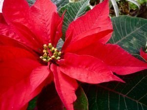 cada cuanto se riega la flor de pascua-2