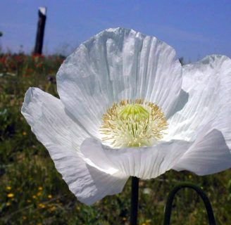 caracteristicas de la amapola blanca o adormidera