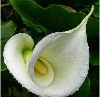 caracteristicas de la cala o lirio de agua o flor del jarro