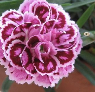 caracteristicas de la flor clavel conocida como clavelina