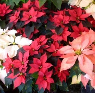 caracteristicas de la flor de nochebuena o papagayo