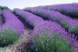 caracteristicas de la lavanda-2