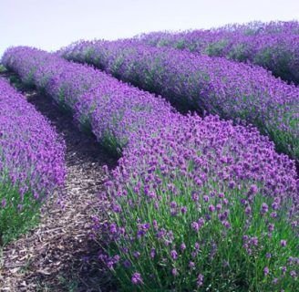 caracteristicas de la lavanda que se usa en los perfumes