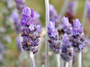 caracteristicas de la lavanda-3