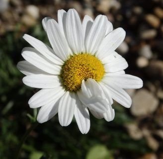 caracteristicas de la margarita que habita en nuestro jardin