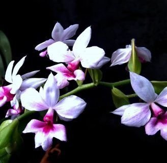 caracteristicas de la orquidea calanthe vestita terrestre