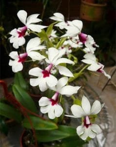 caracteristicas de la orquidea-6