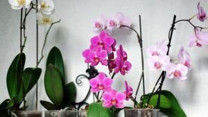 caracteristicas de las orquideas