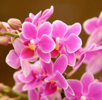 caracteristicas de las orquideas alevilla o mariposa