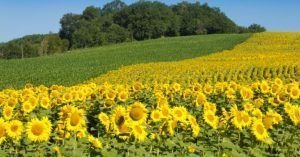 caracteristicas de un girasol comun y sus propiedades