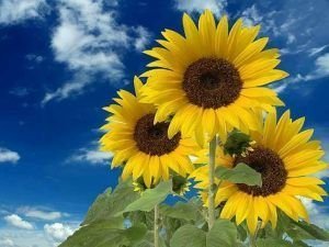 caracteristicas de un girasol-4