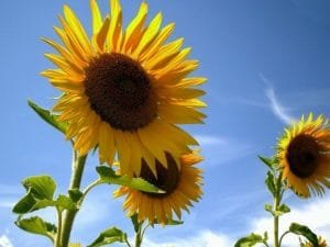 caracteristicas de un girasol-5