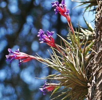 caracteristicas del clavel del aire planta de muchas leyendas