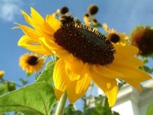 caracteristicas del girasol para niños-10