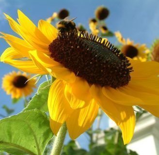 caracteristicas del girasol para niños y niñas pequeños