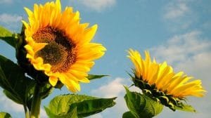 caracteristicas del girasol para niños