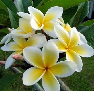 caracteristicas del jazmin flor de perfumado aroma