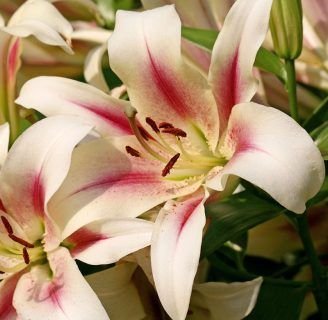 caracteristicas del lirio lillium o simplemente azucena
