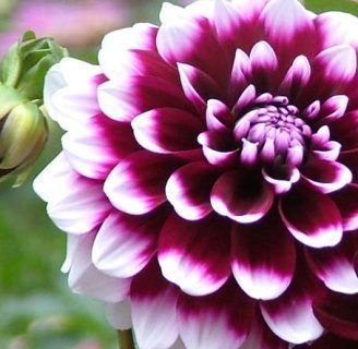 como cultivar bulbos de dalias gigantes en macetas