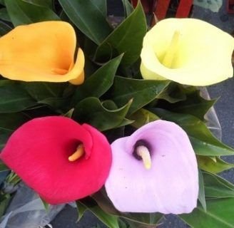 como cultivar calas enanas de colores en muy pocos pasos