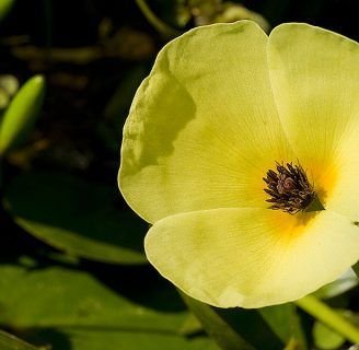 como cultivar la amapola de agua flor que dura un dia