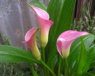 como plantar calas de flores de colores en el jardin