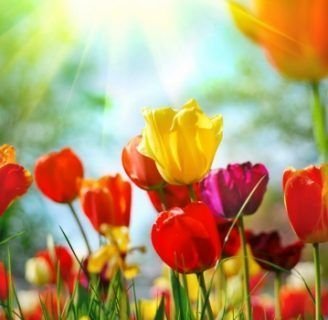 como sembrar amapolas de colores en nuestro jardin