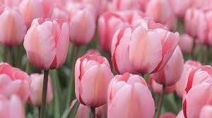 cuales son las caracteristicas de tulipan