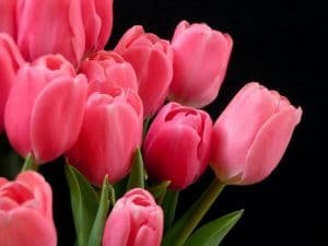 cuales son las caracteristicas de tulipan