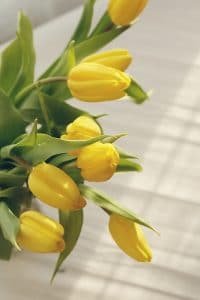 cuales son las caracteristicas de tulipan-7