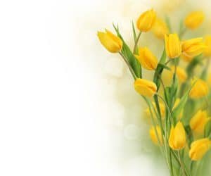 cuales son las caracteristicas de tulipan-8