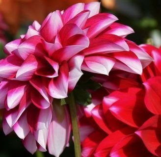 cuantas clases de dalias existen en el mundo entero