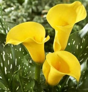 cuidados de la flor del cartucho amarillo