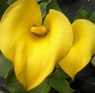 cuidados de la flor del cartucho amarillo