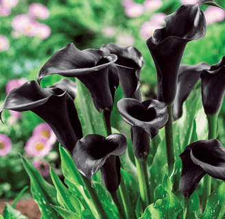 cuidados de la planta cala de flores negras en macetas