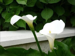 cuidados de las flores de los cartuchos