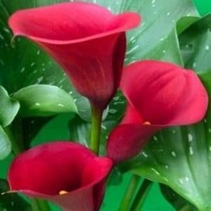 cuidados de las flores de los cartuchos-4