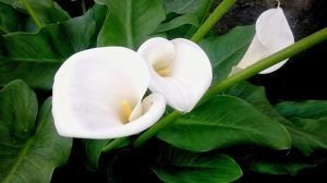 cuidados de las flores de los cartuchos-8