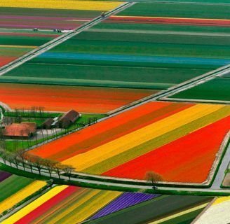 historia de los campos de tulipanes en holanda o paises bajos