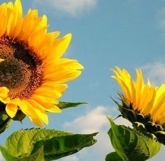 principales caracteristicas de el girasol que conocemos