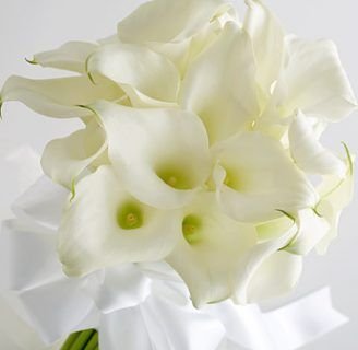 significado de la cala de flor blanca ayer y hoy en dia